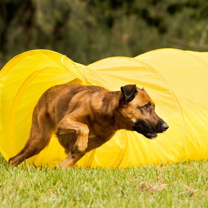 Midlee Designs - Wholesale Pet Agility Weave Pole - Dog - Midlee Dog Agility Tunnel3