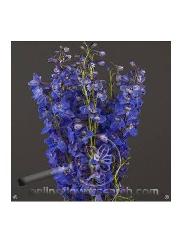Delphinium Sea Waltz By the Box 15 Bunches for wholesale by Florasource