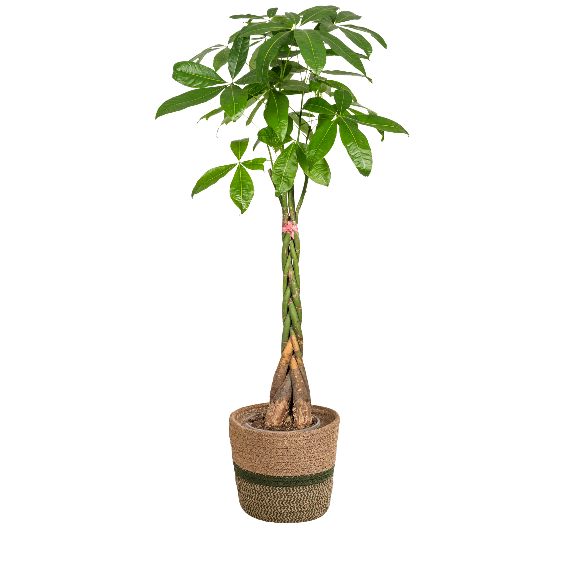 Oasis of Life - Wholesale Live Plant - Pachira Aquatica with Basket – Height 120–140cm – Ø24cm – Braided Money Tree – Easy-care Houseplant with Air-purifying Effect for Living Room & Office0