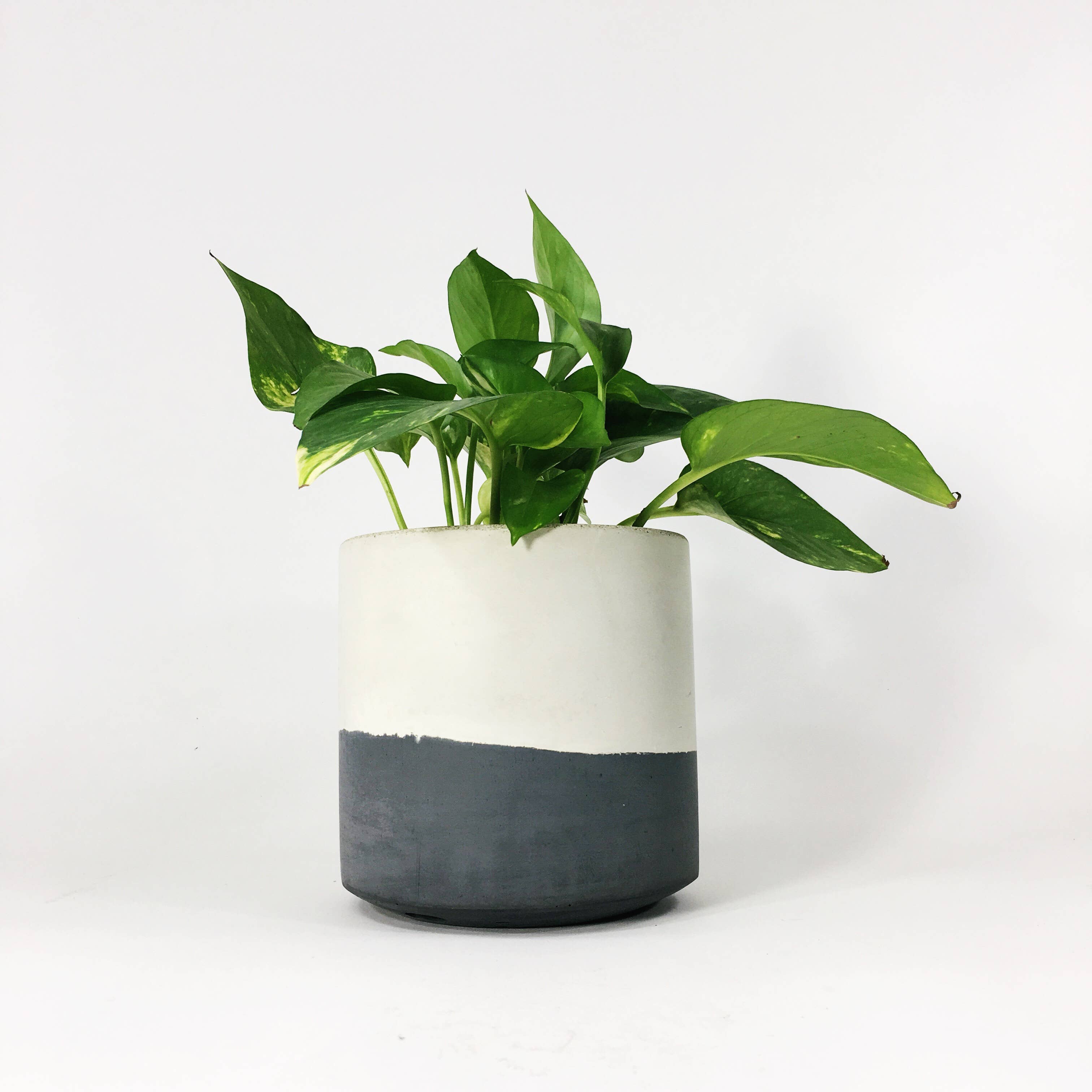 Settlewell - Wholesale Plant Pot - 6" Straight Sided Concrete Pot /  17 Colors6