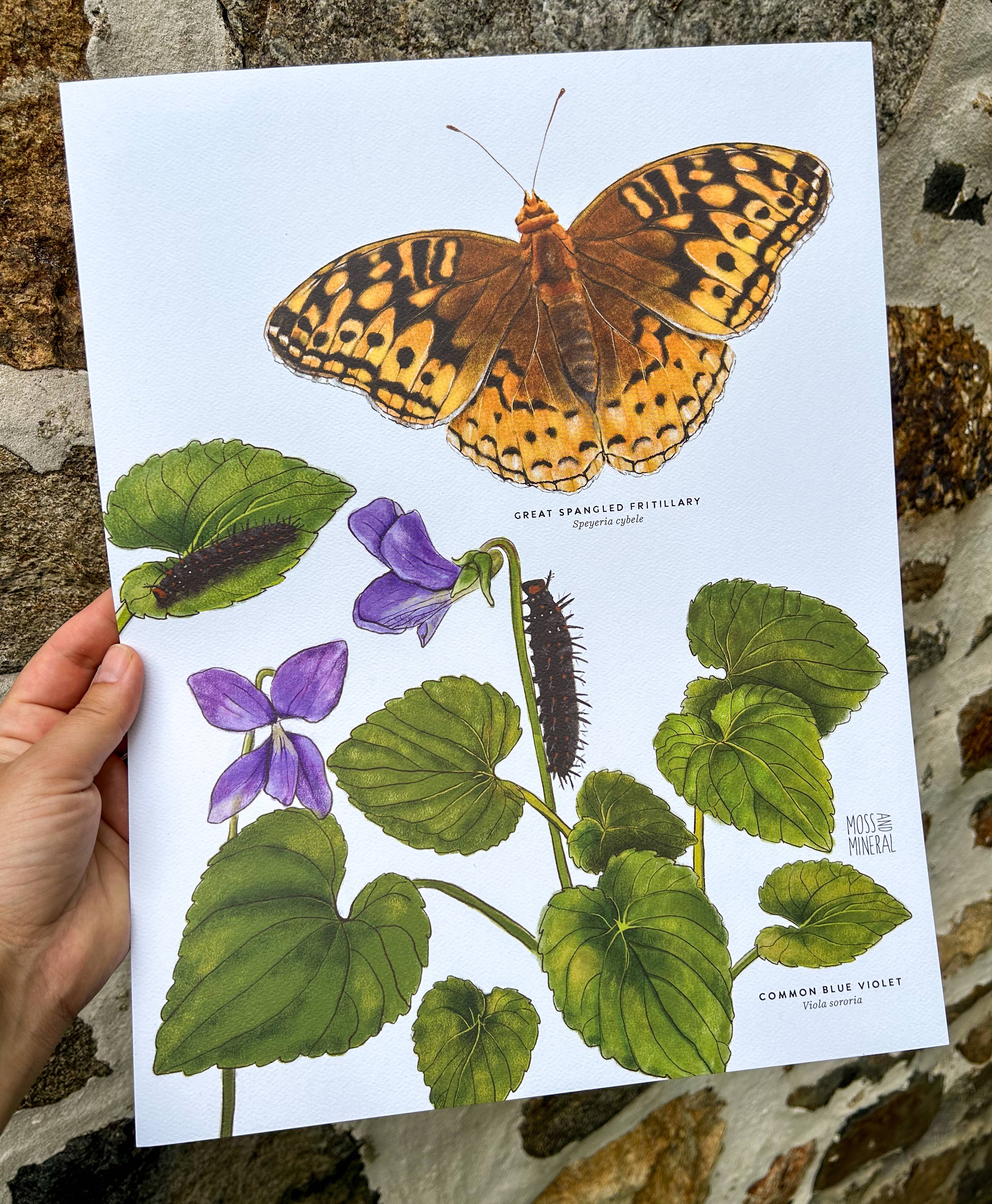 Moss and Mineral - Wholesale Art Print - Great Spangled Fritillary and Violet, Botanical Art Print 2
