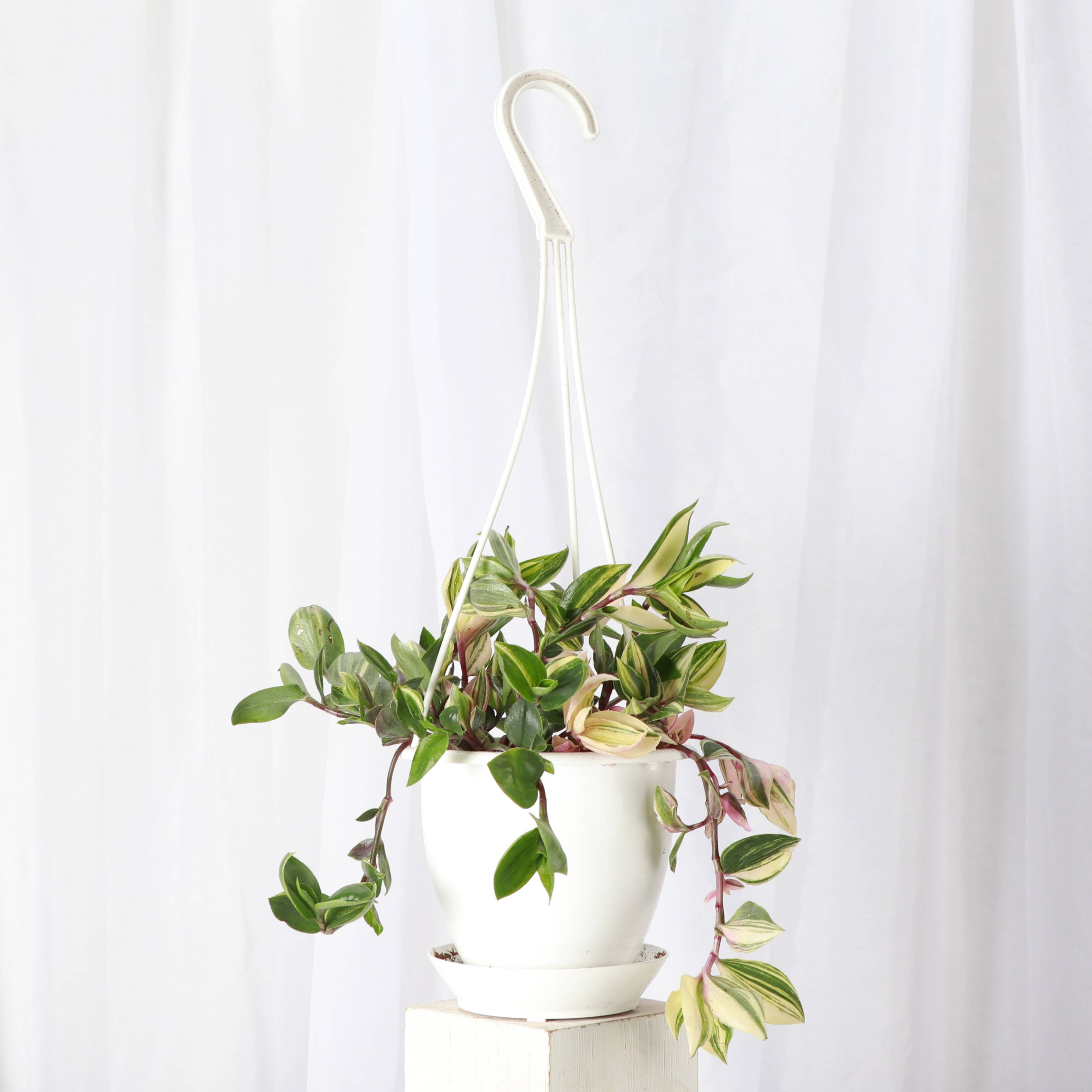 Thorsen's Greenhouse - Vente Pot - Pot suspendu pour plantes de 4" - Plusieurs couleurs7