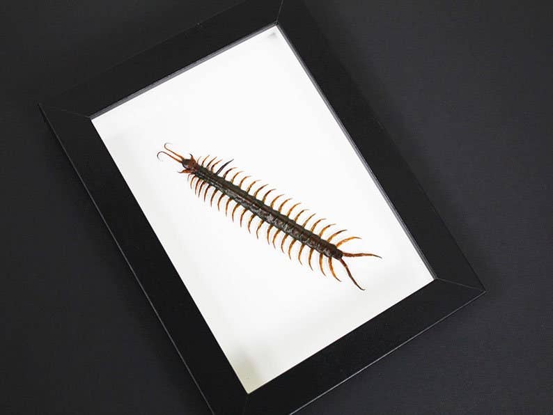 Newman Art Designs - Wholesale Wall Accent - Scolopendra sp. Centipede in a Frame2
