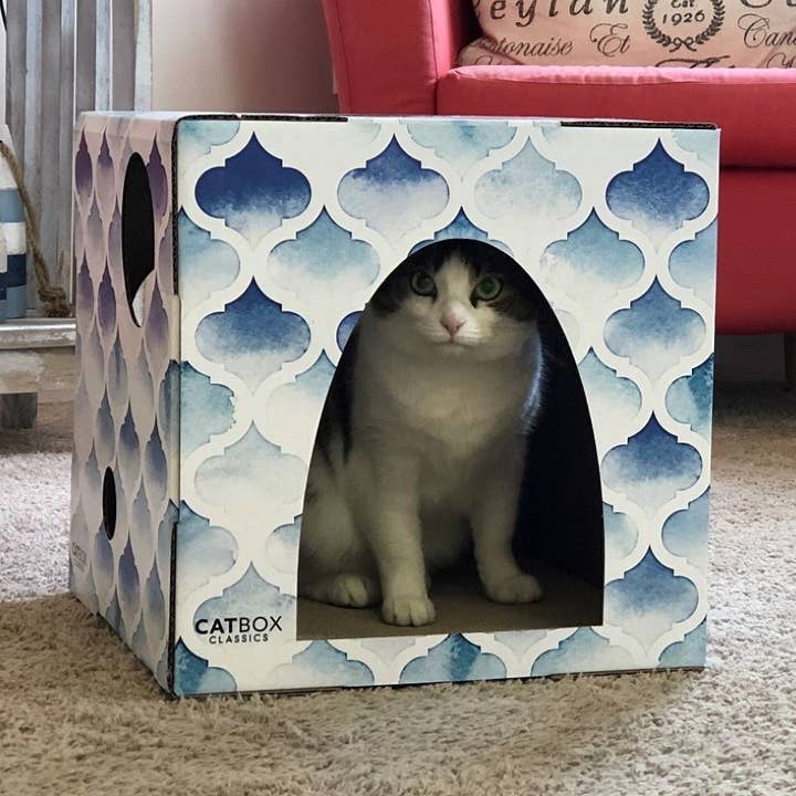 Purrfect Oasis - Cuccia in cartone con tiragraffi per la vendita all'ingrosso da parte di Cat Box Classics