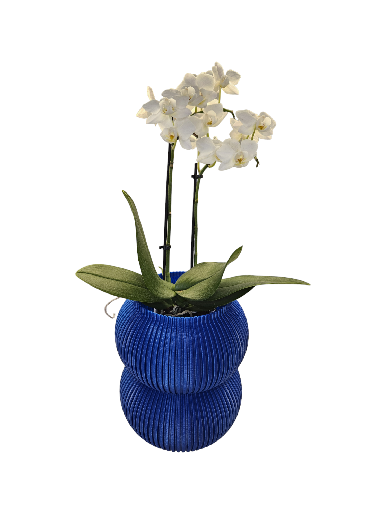 Coast Fig - Vente Pot - Pot décoratif - 2 cuillères3