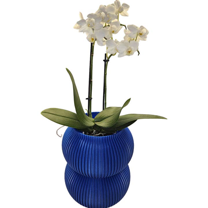 Coast Fig - Wholesale Plant Pot - Maceta decorativa - 2 cucharadas3