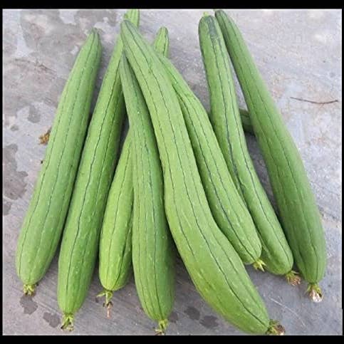 The Rike - Wholesale Plant Seeds - Luffa Seeds Sponge Gourd Ghosaval Loofa 3 pack x 40 Seeds4