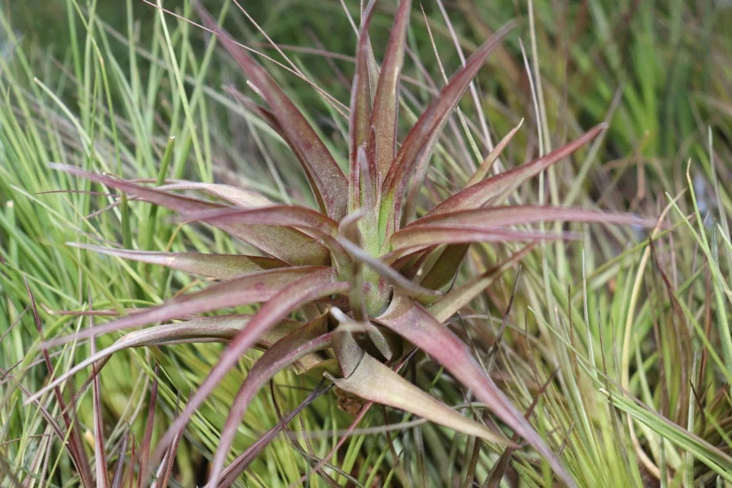 Airplant Direct - Wholesale Live Plant - Tillandsia Brachycaulos1