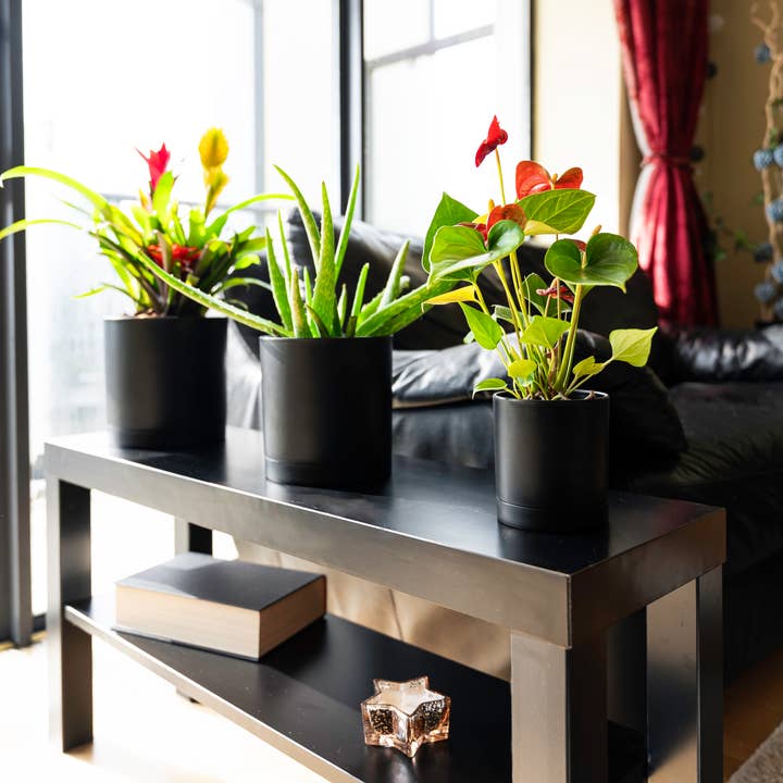 SiegmuntTrade LLC - Wholesale Plant Pot - 4 Pack Plastic Plant Pots Indoor, 4/5/6/7 Inches18