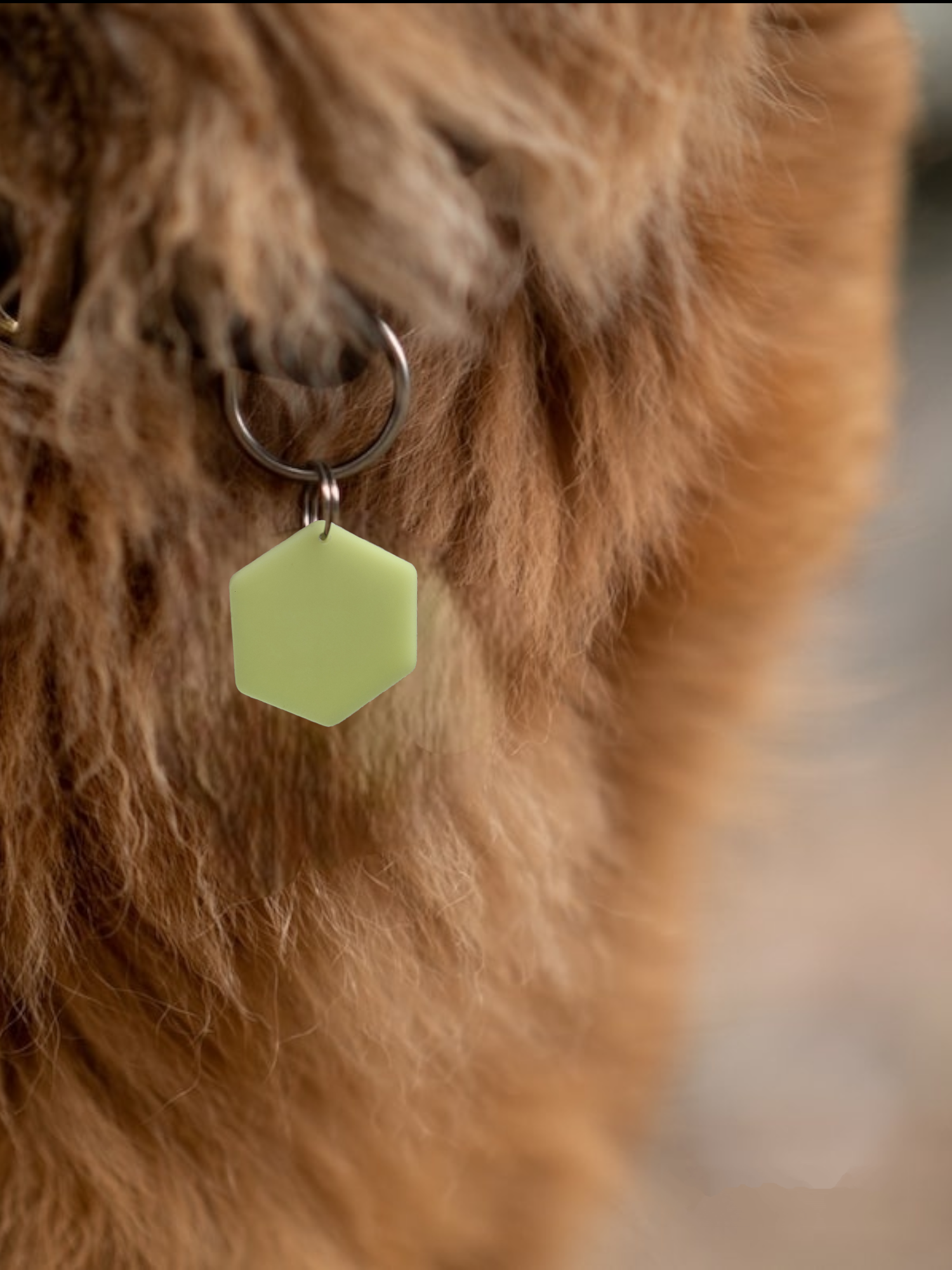 IT GLOWS - Wholesale Pet Identification Tag - Dog - Glow in The Dark Pet Tags/GloPetTag/Dog ID Pet tags/Cat ID Pet Tags/Pet Gift/Engraved Pet tags/Pet name Tag/ID Tag/Glow Key Fob4