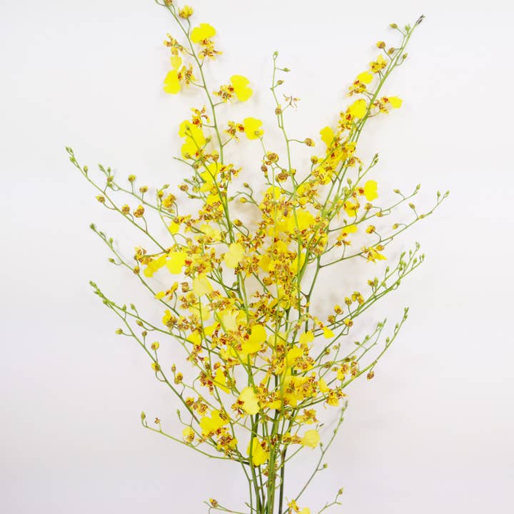 Northwest Orchids - Wholesale Fresh Cut Flowers - Fresh Cut Yellow Oncidium Orchids1