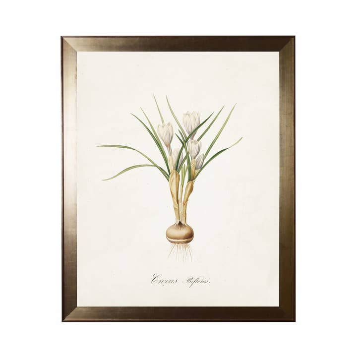 Antique Curiosities Inc - Wholesale Art Print - Crocus