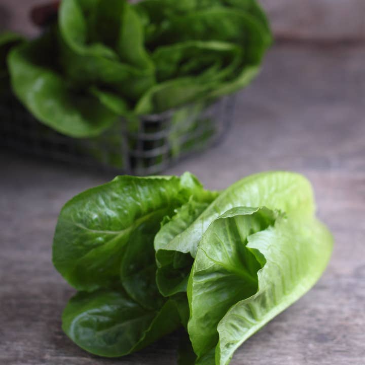 Bentley Seed Co. - Wholesale Plant Seeds - Lettuce, Parris Island Romaine Seed Packets2