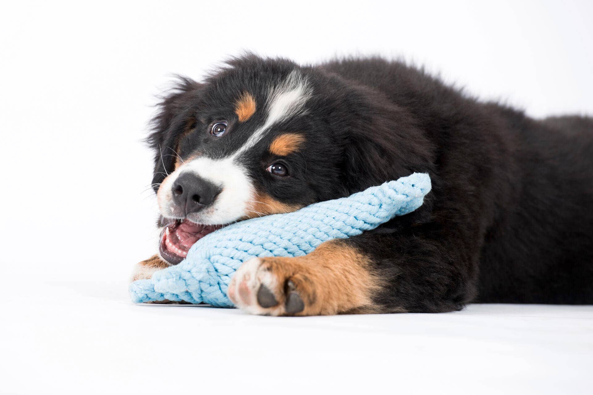 LABONI - Volentis GmbH - Wholesale Pet Rope Toy - Dog - Blanket TEDDY GREY - Multifunctional Blanket4