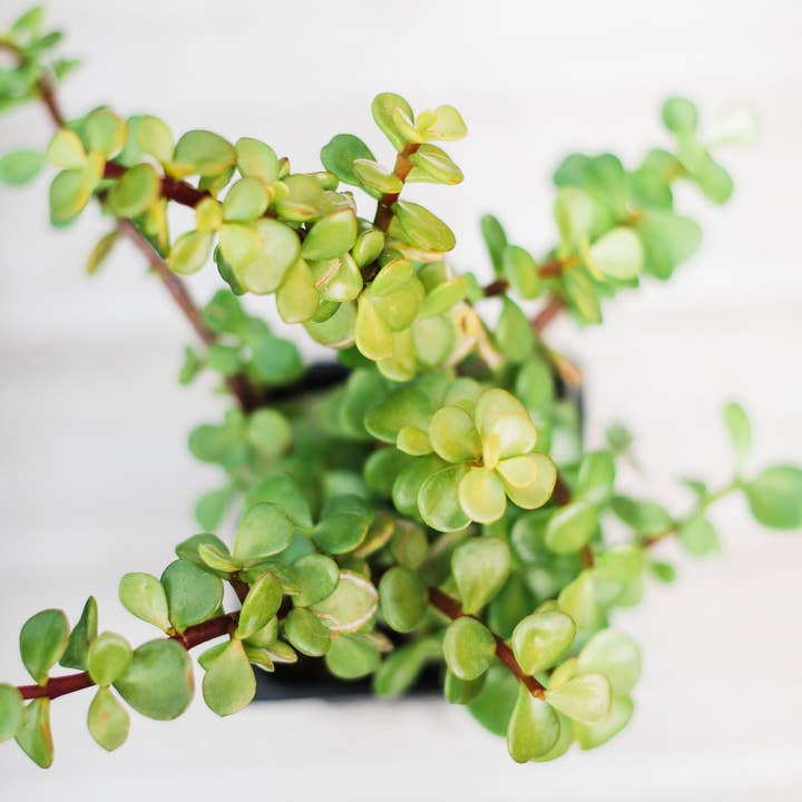 Portulacaria Afra. Vert (Elephant Bush) pour la vente par In Succulent Love