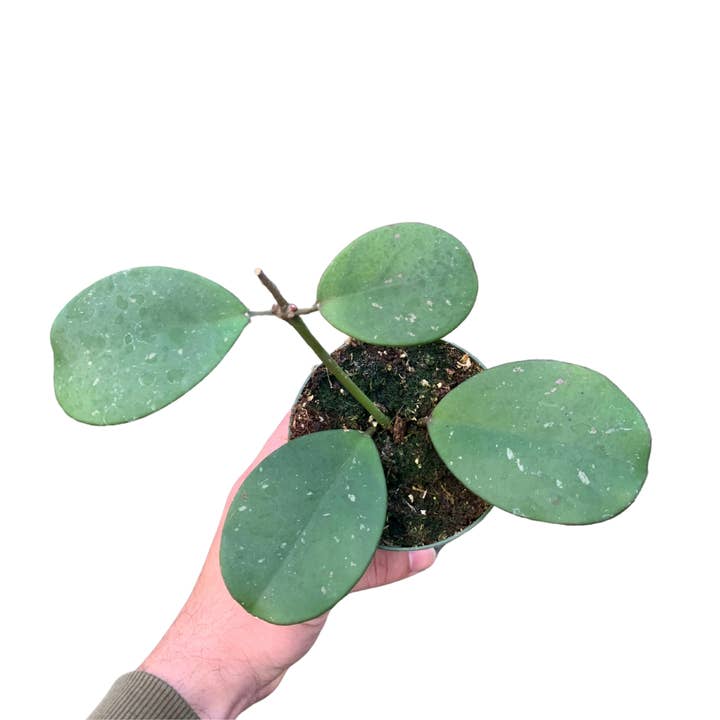 4" Hoya Obovata – Wholesale Live Houseplant
for wholesale by Flow State