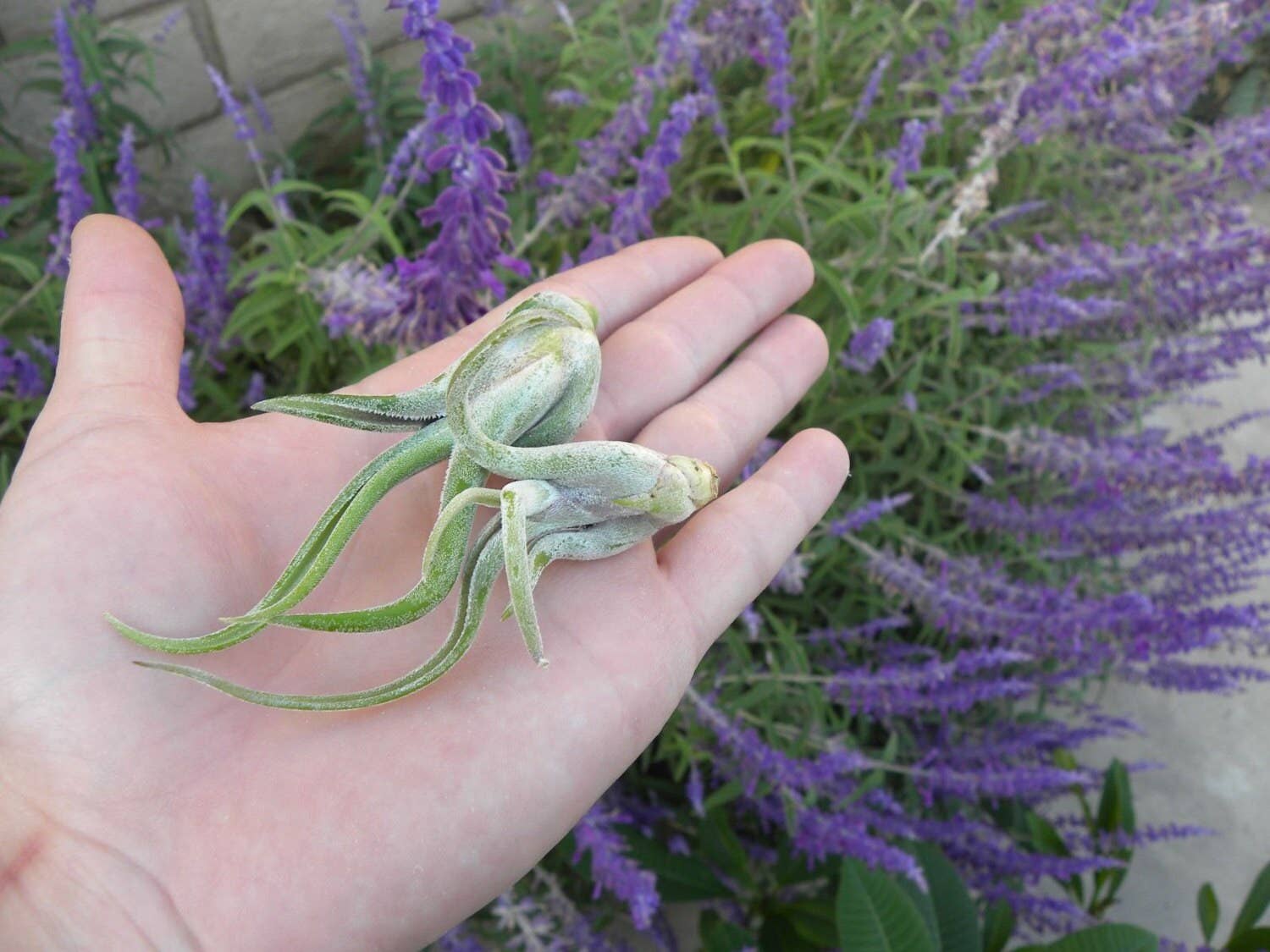 Airplant Direct - Wholesale Live Plant - Tillandsia Caput Medusae3