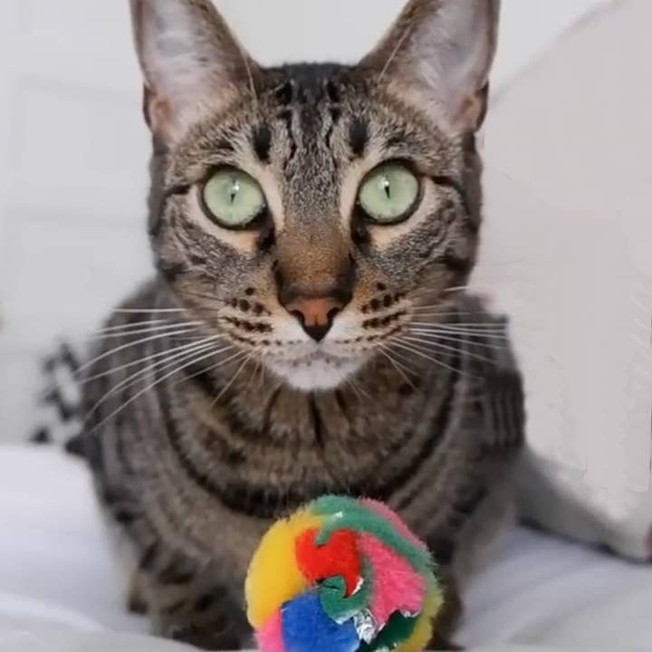CanCor Innovations Inc. - Wholesale Pet Toy - Cat - Mini Crinkle Ball 12/Bag