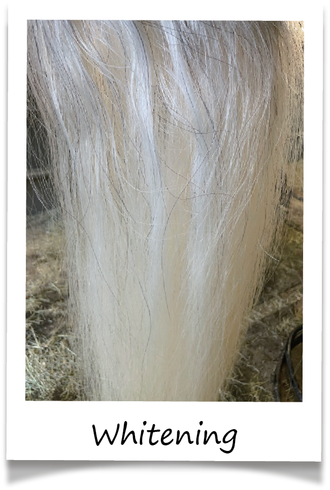 Kensington - Vente Disques de shampoing/shampoings solides - Barre de shampoing entièrement naturelle Bex Bar - paquet de 311