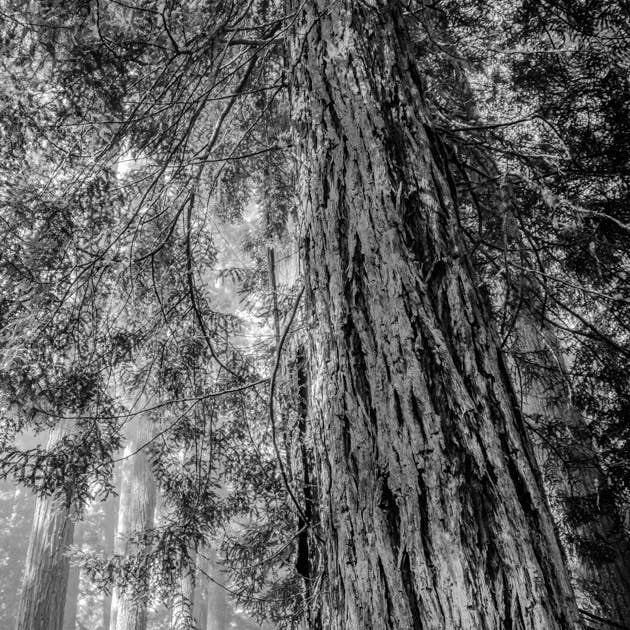 Secuoyas a lo largo del río para venta al por mayor de Bird&Fish, Co.