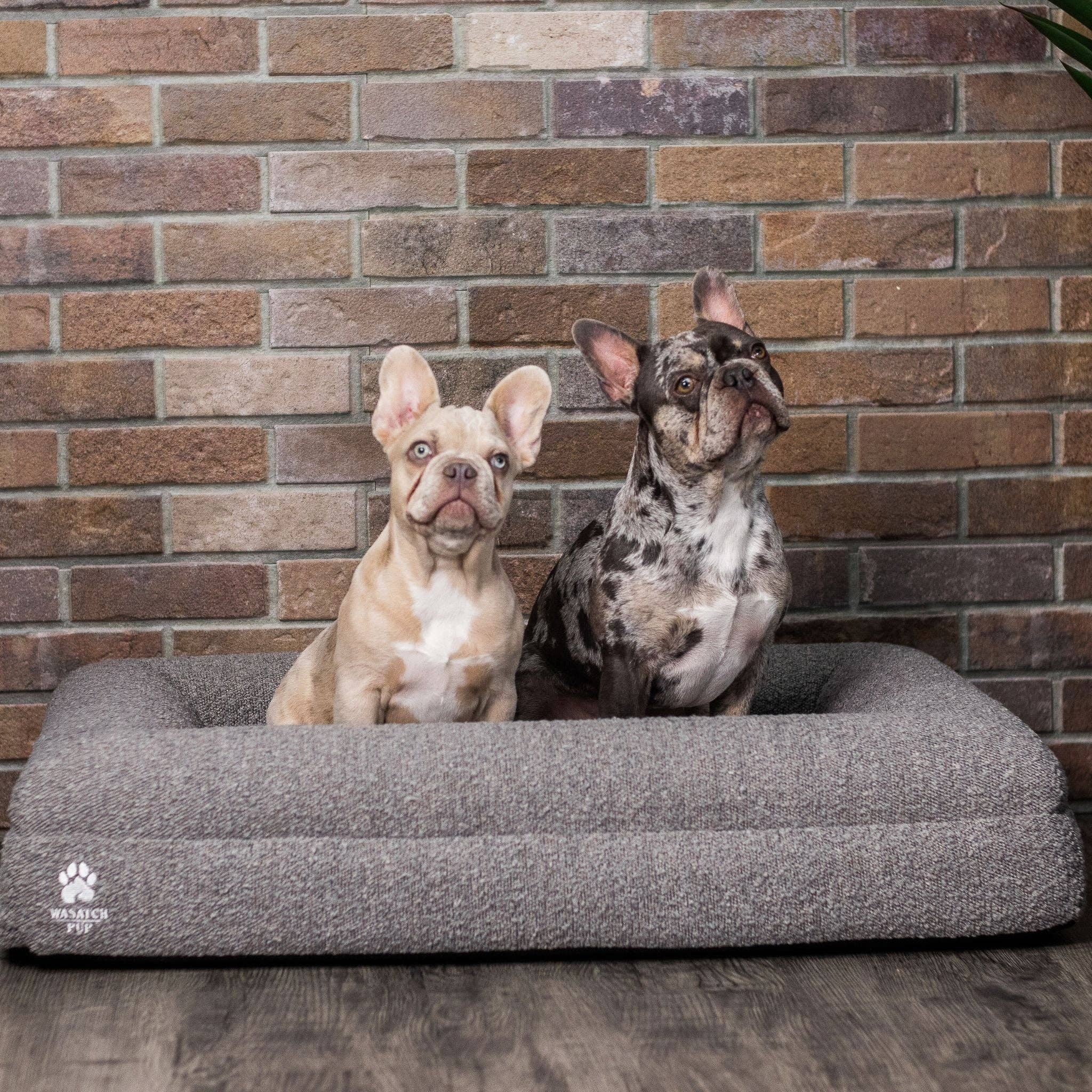 Wasatch Pup - Wholesale Pet bed – Dog - Luxury Orthopedic Dog Bed19