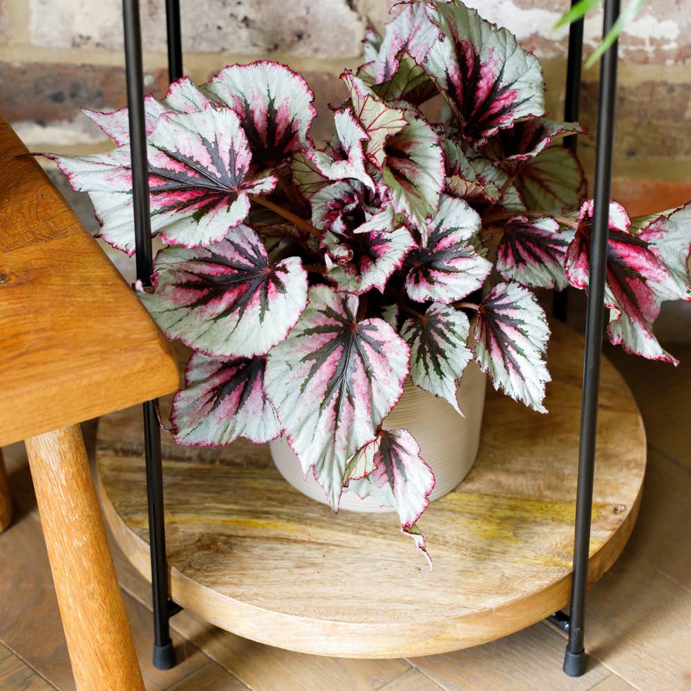 The Little Botanical - Wholesale Live Plant - Living Begonia Beleaf19