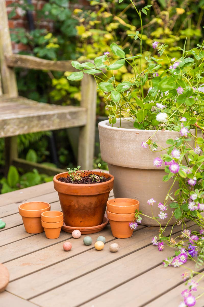 Blossombs - Wholesale Plant Seeds - Gift Box Small “Flowers” – Low-Growing Mix (7 Seed Bombs)4