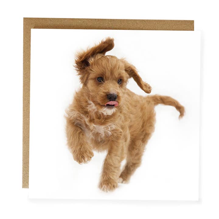 Cockapoo dog Greeting Card - cute puppy dog greeting card for wholesale by Alex Sharp