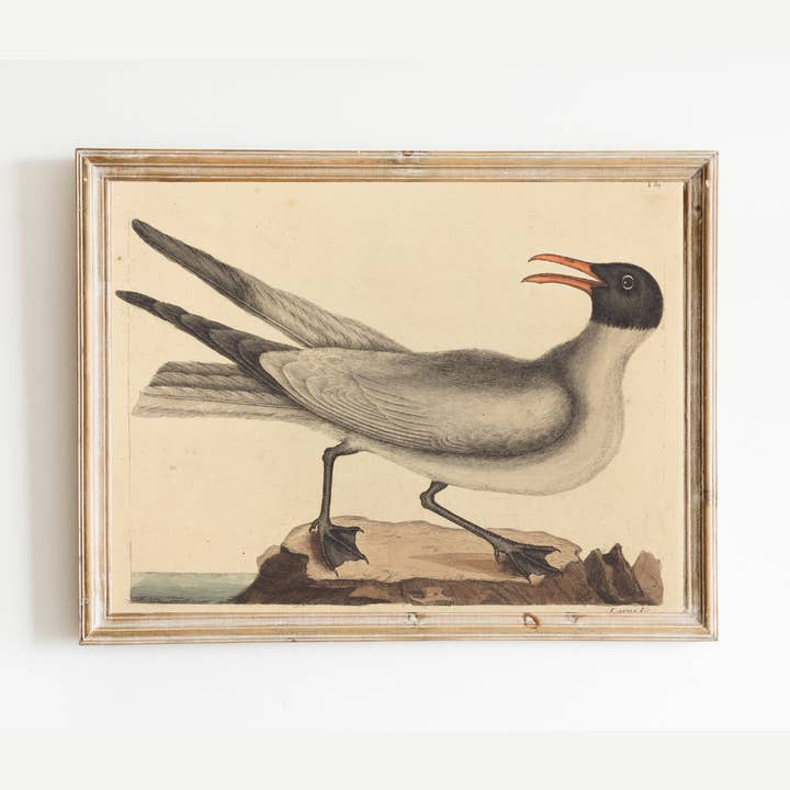 Sea to Skye - Wholesale Art Print - The Laughing Gull Art Print