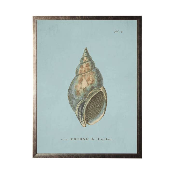 Plaque 2 : coquillage sur fond de spa pour la vente par Antique Curiosities Inc