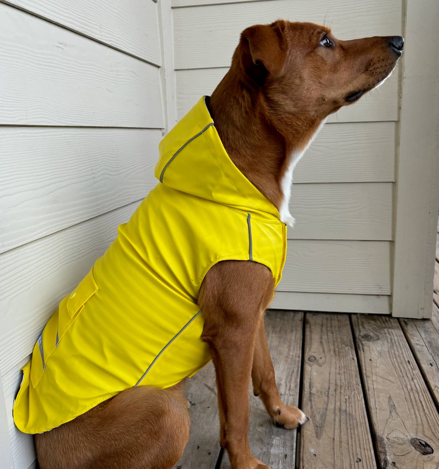 Doggie Design - Wholesale Pet Raincoat - Dog - Slicker Raincoat with Striped Lining - Yellow4