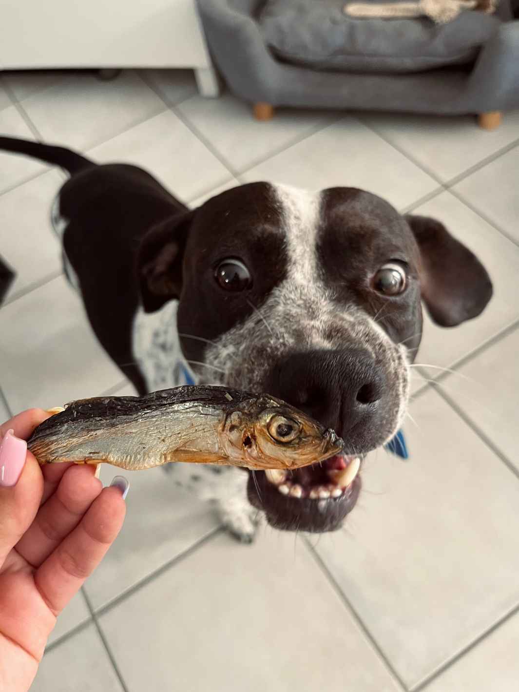 Truffe Délice - Wholesale Hondenkoekjes - Hond - Gedroogde sprotjes1