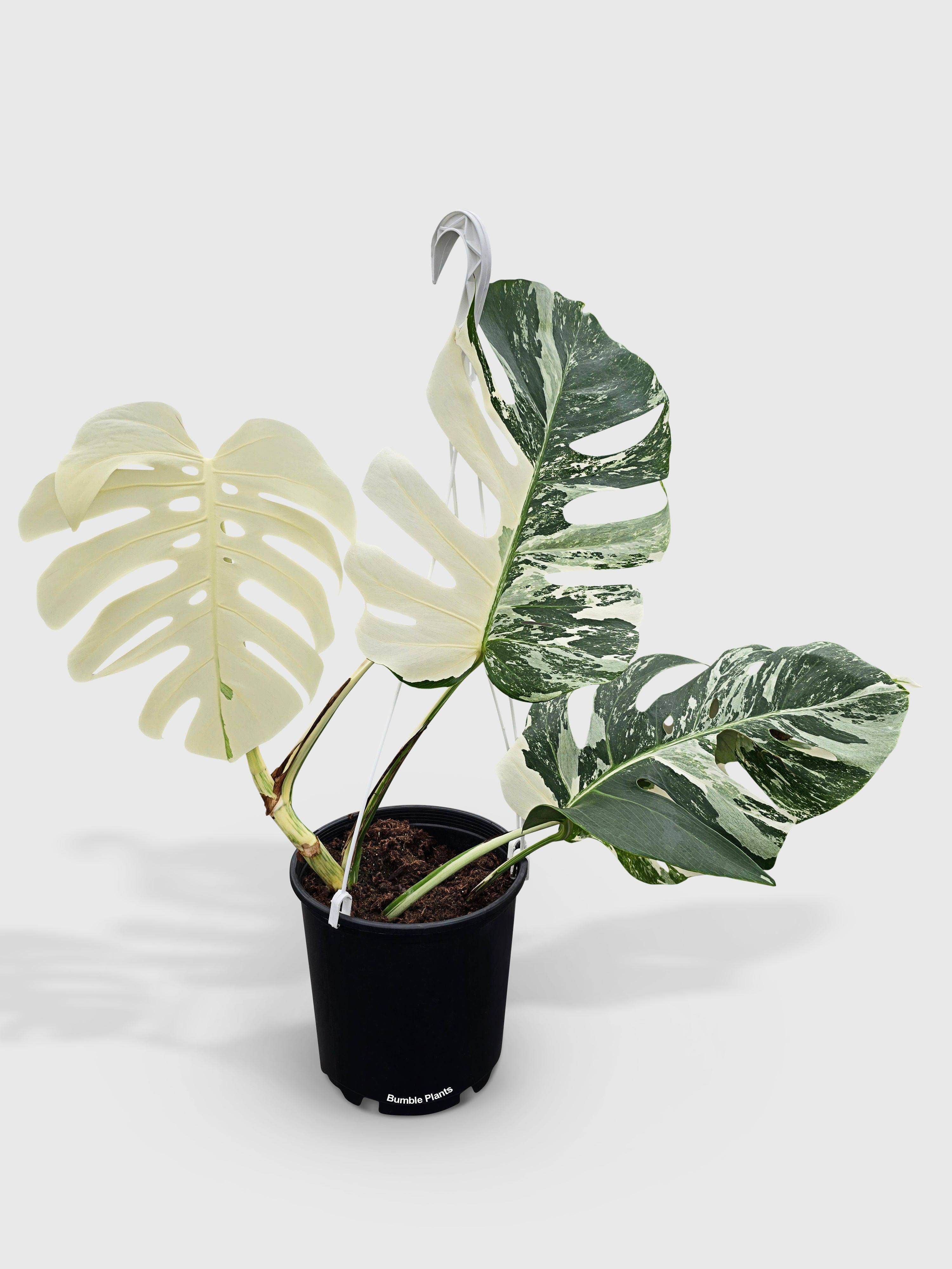 Bumble Plants - Vente Plante - Monstera Borsigiana Variegata Albo (Plante Mère Mature)7