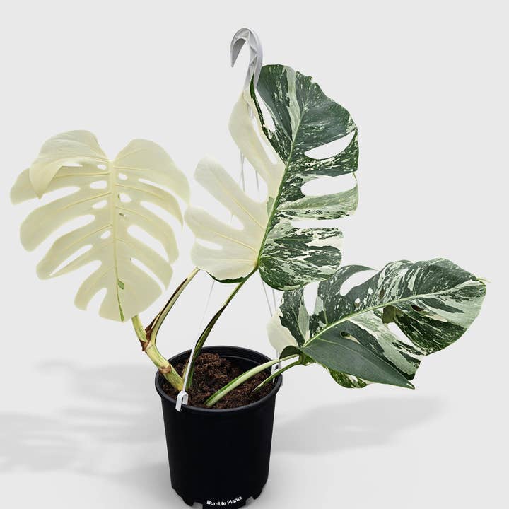 Bumble Plants - Vente Plante - Monstera Borsigiana Variegata Albo (Plante Mère Mature)7