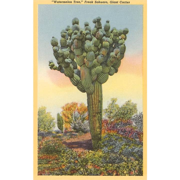 Found Image Press - Vendita all'ingrosso Set di cartoleria/cancelleria - Biglietto d'auguri ZA-29 Albero di Anguria, Cactus Saguaro Strano
