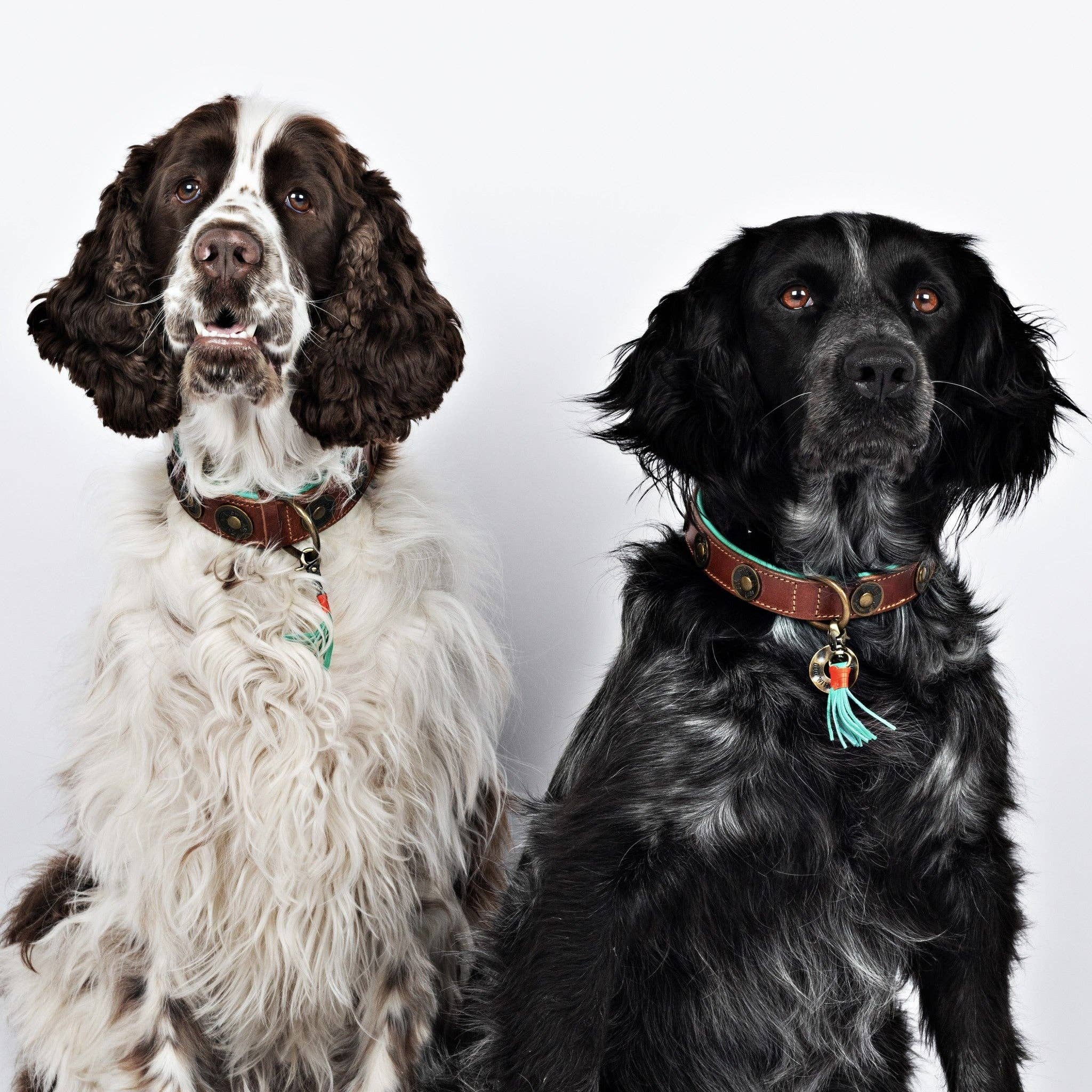 Dog with a Mission – coleira - Cão por atacado – Coleira Urban3