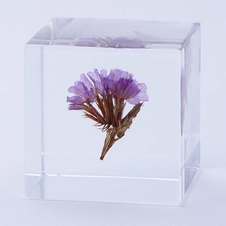 Statice for wholesale by Sola cube