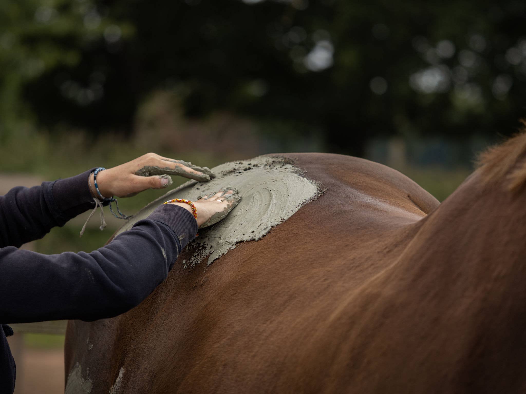 Nellumbo – wholesale Horse conditioner/grooming aid – Discovery care pack for horses11