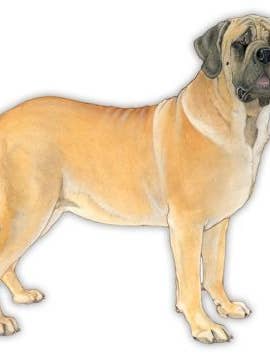 Mastiff-Magnet aus Holz für den Großhandel von Pipsqueak Productions
