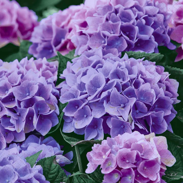 Twilight Collection - Wholesale Disposable Napkin - Lilac Hydrangea Luncheon Napkin