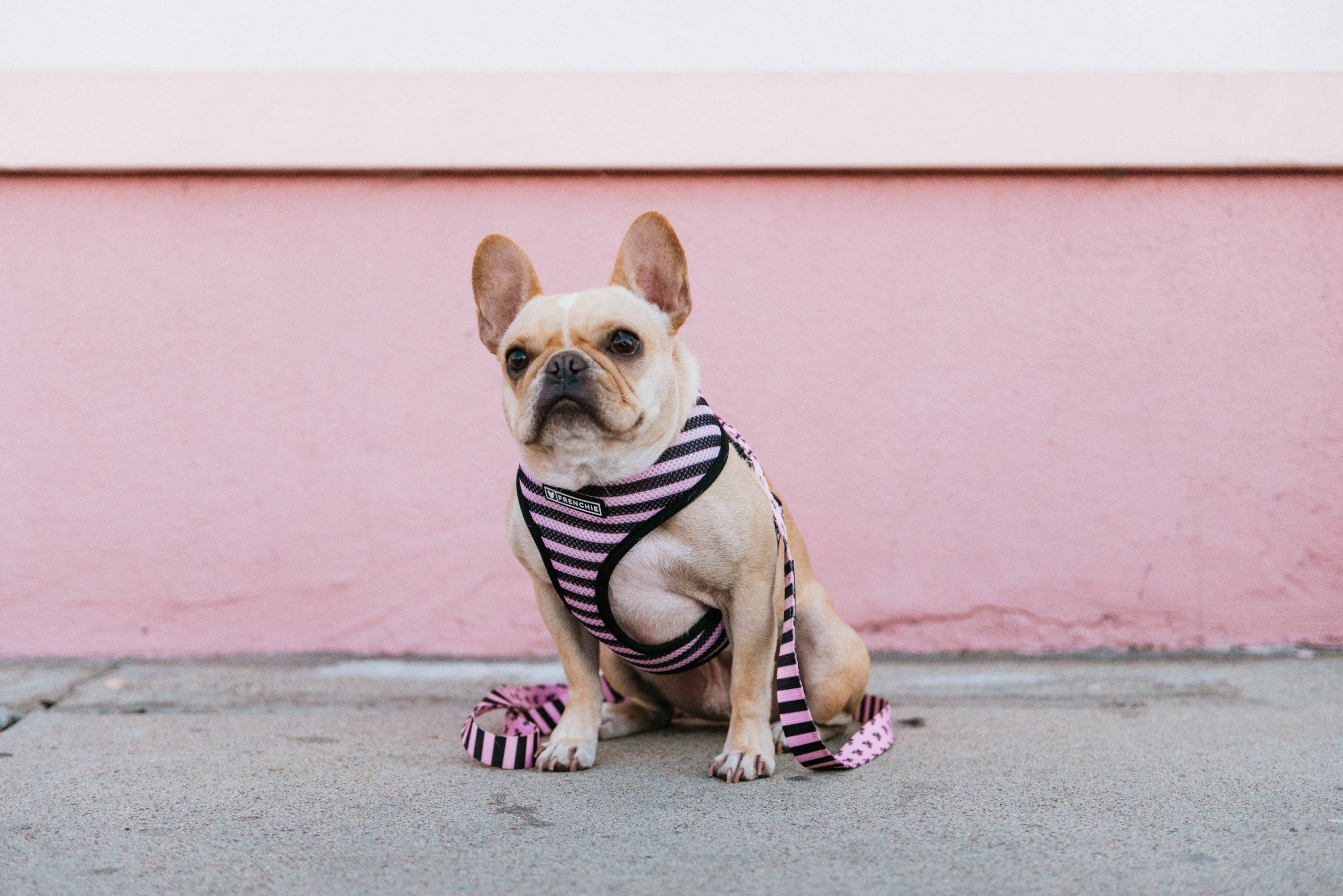 Frenchie – wholesale Pet harness – Dog – Frenchie Duo Reversible Harness - Pink Bad to the Bone3