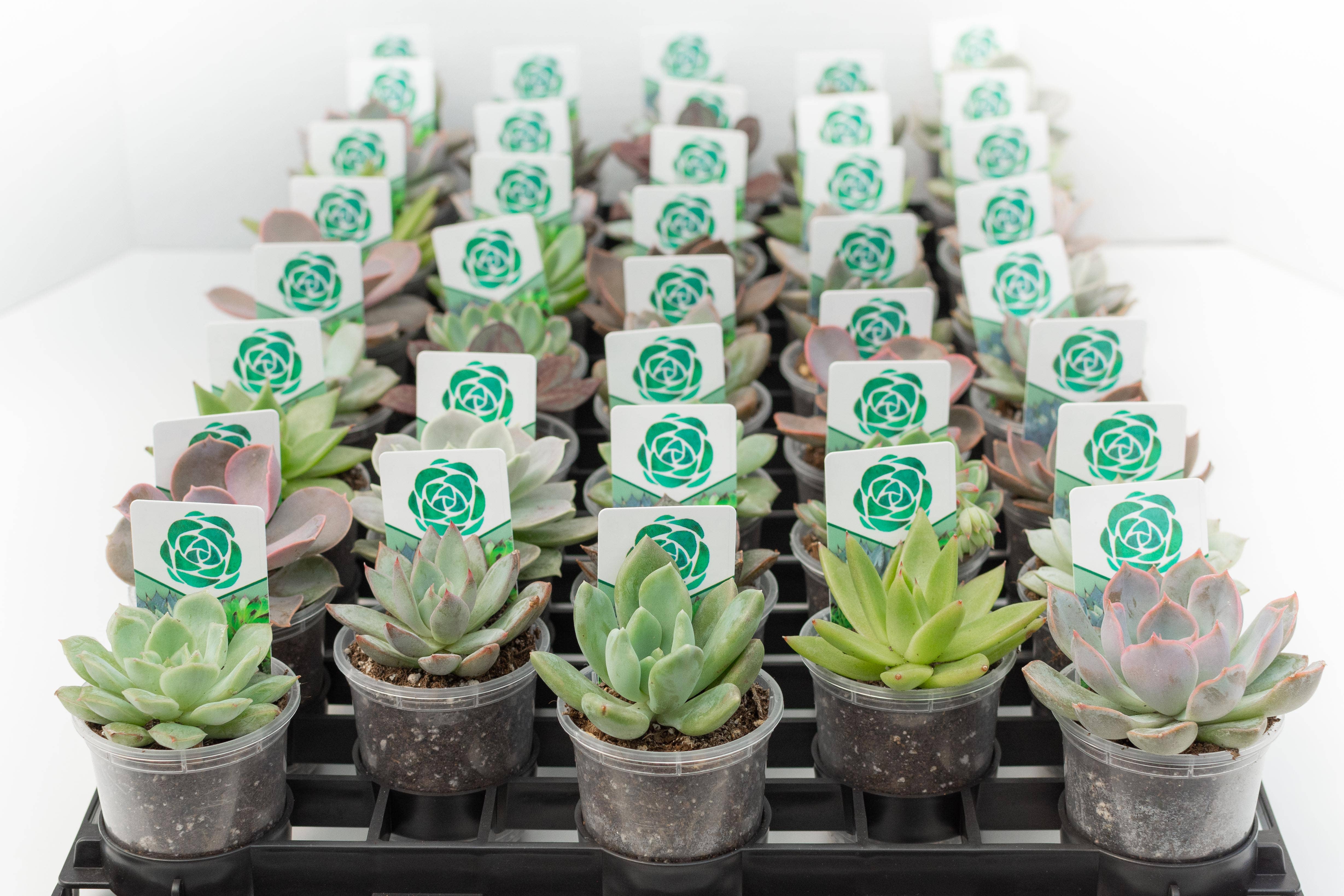 Floral Dimensions - Vendita all'ingrosso Pianta grassa - Succulente assortite da 5,7 cm1