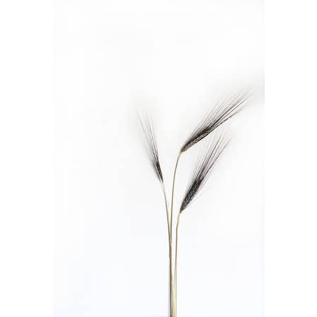 The Whispies - Photographic Print for wholesale by Curate