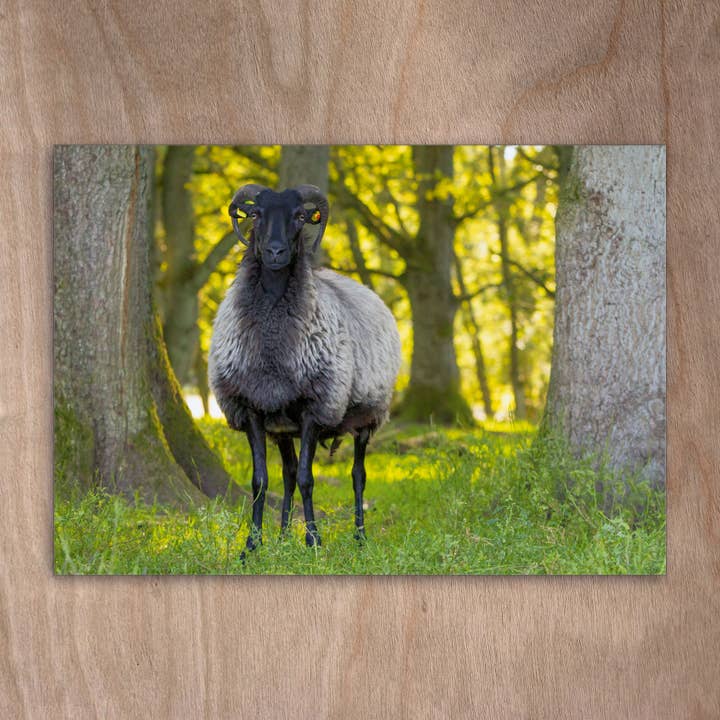Ansichtkaart Eye0239 Sheep Heidschnucke voor wholesale door eye-comm