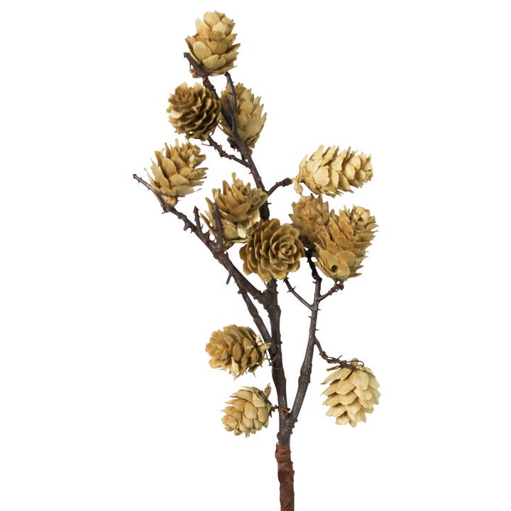 Natuurlijk, wit Botanische stam - Mini Pinecone, wit voor groothandel op Faire