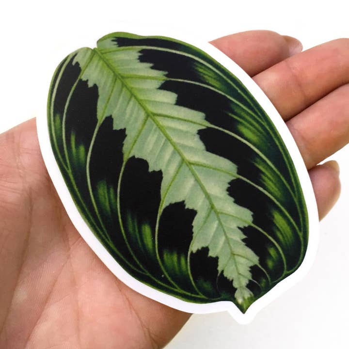 Prayer Plant Vinyl Sticker for wholesale by Pergamo Paper Goods