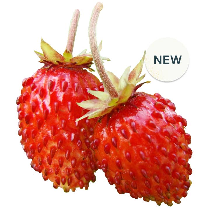 Rise Gardens - Wholesale Plant seeds - Mini Snackable Strawberry
