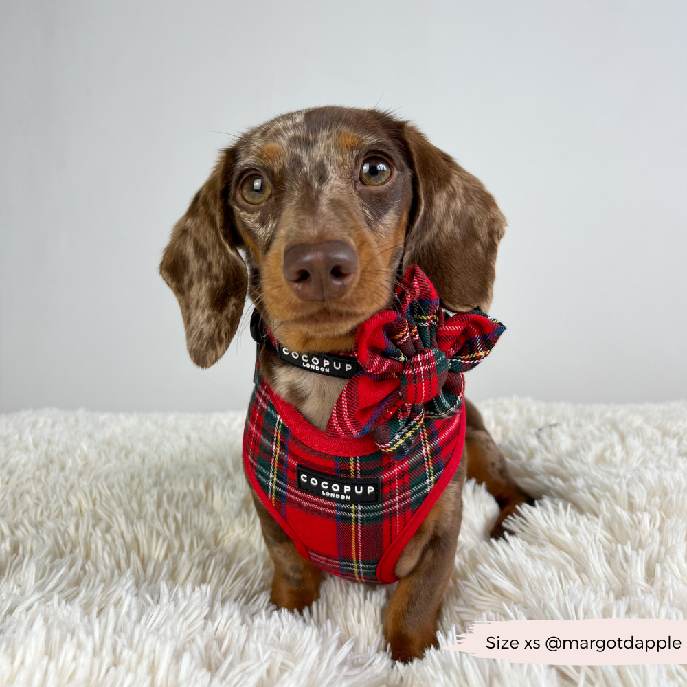 Cocopup London - Wholesale Tuig voor huisdieren - Hond - Tartan Verstelbaar NekHARNAS18