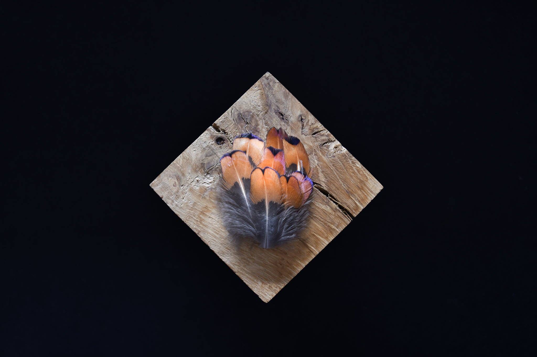 Plumes Naturelles - Wholesale Craft Supplies - Pheasant feathers