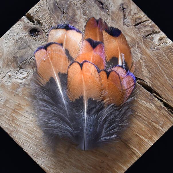 Plumes Naturelles - Wholesale Craft Supplies - Pheasant feathers0